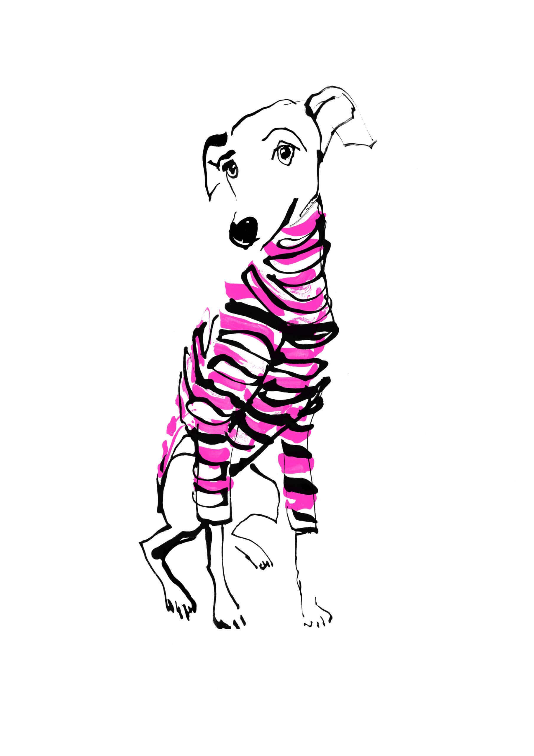 Illustration of a italian greyhound. Simple linear illustration of a dog. Black line drawing of a dog. Fashion illustration style illustration. Drawing a Basset hound. Ink style line drawing.