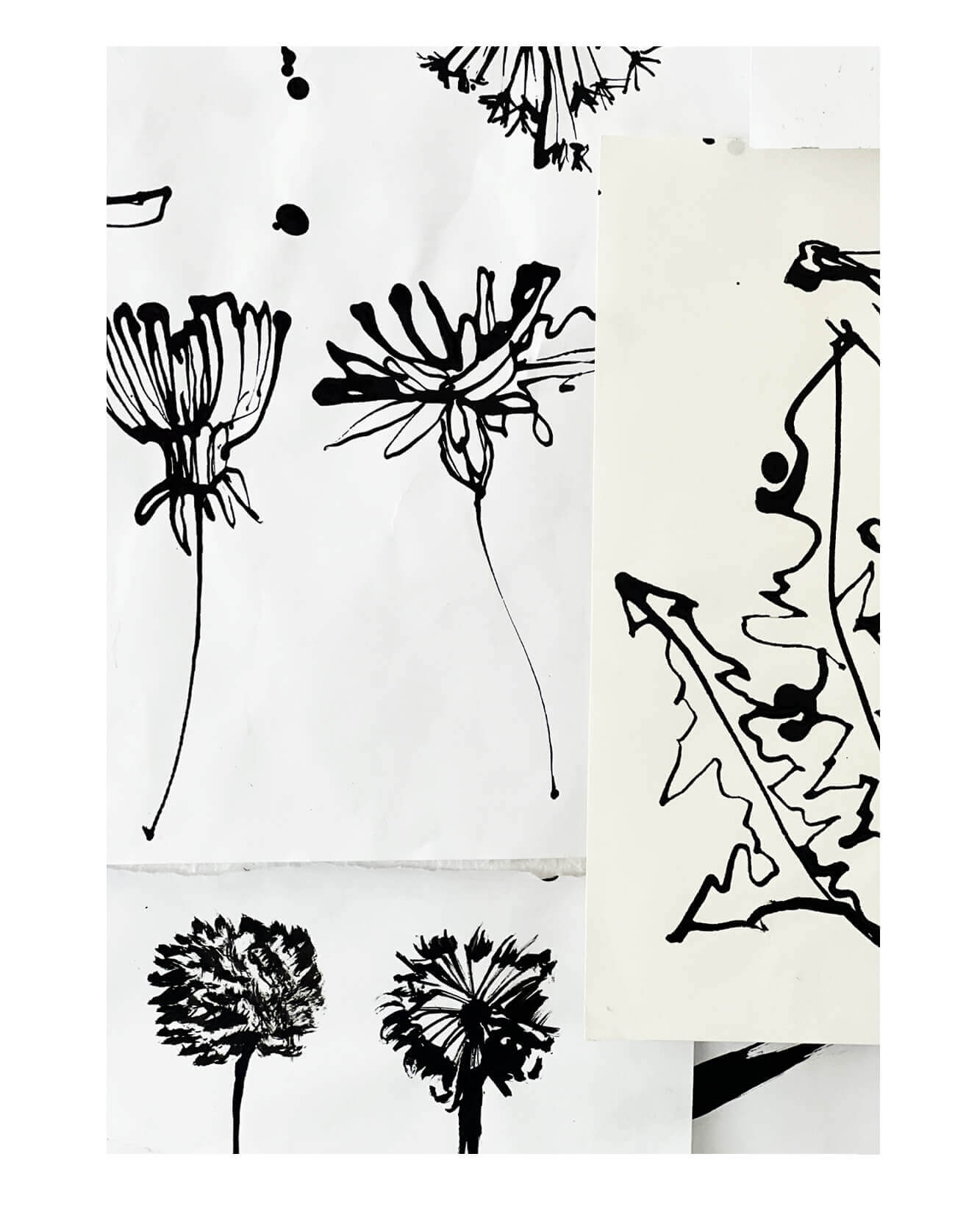 Sketches of a dandelions, and florals. The work in progress for the line artwork for an illustrated label for a hot toddy kit for interior agency Meadquin, part of a pack sent to clients for Christmas. Capturing a dandelion ink ink.A simple line artwork for an illustrated label for a hot toddy kit for interior agency Meadquin, part of a pack sent to clients for Christmas. Capturing a dandelion ink ink.