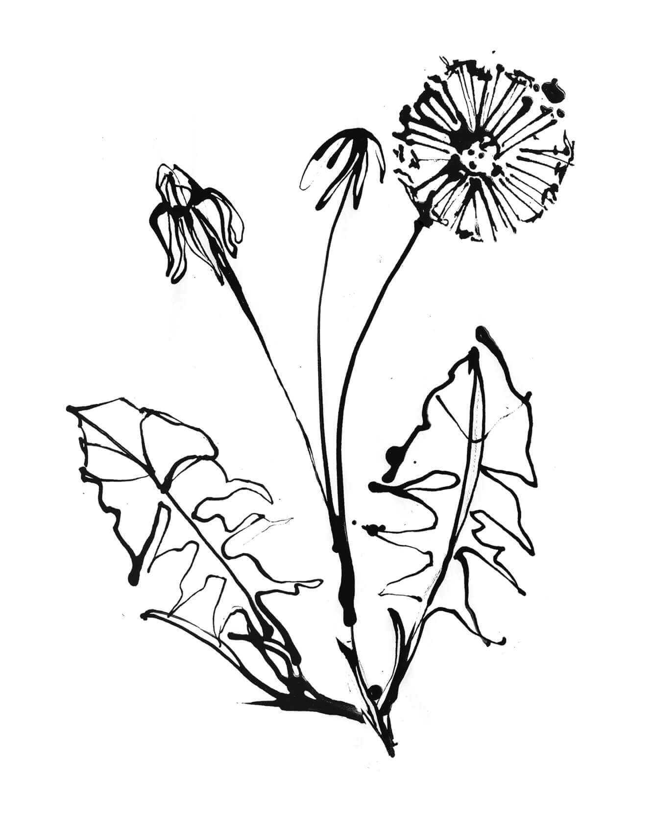 Sketches of a dandelions, and florals. The work in progress for the line artwork for an illustrated label for a hot toddy kit for interior agency Meadquin, part of a pack sent to clients for Christmas. Capturing a dandelion ink ink.A simple line artwork for an illustrated label for a hot toddy kit for interior agency Meadquin, part of a pack sent to clients for Christmas. Capturing a dandelion ink.