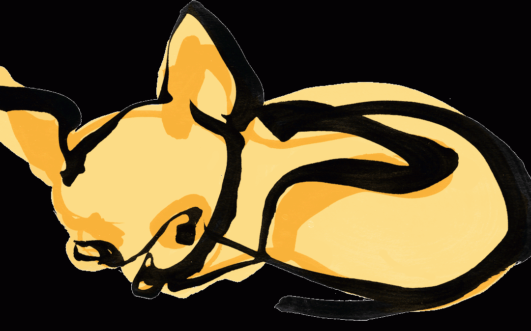Animals – Sleeping Chihuahua