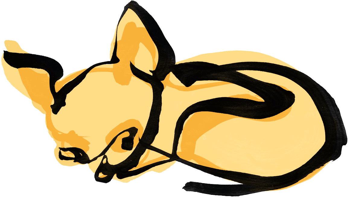 Animals – Sleeping Chihuahua