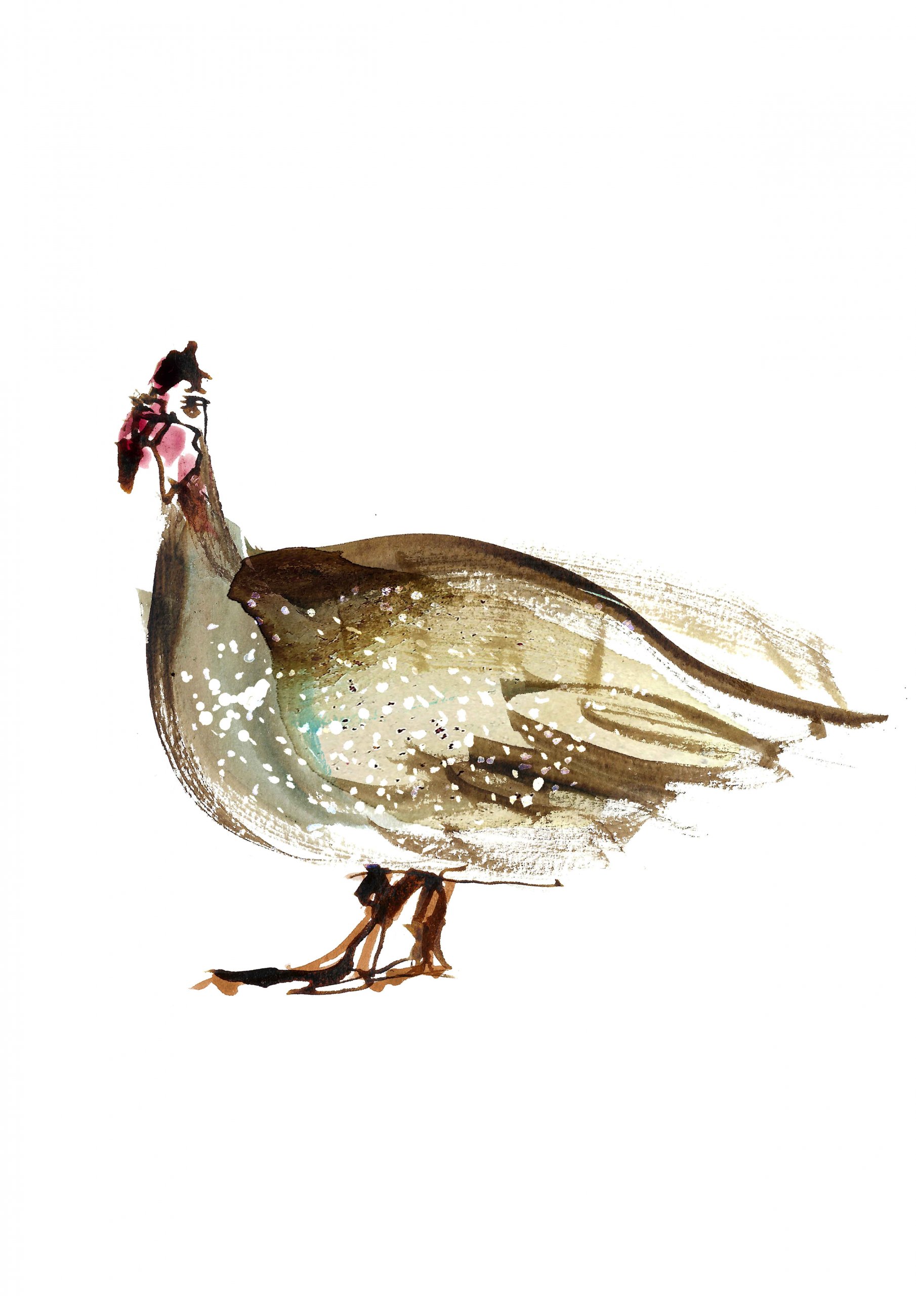 Produce illustration, a guinea fowl illustration watercolour and ink drawings and full colour Illustrations for a UK Food Map.