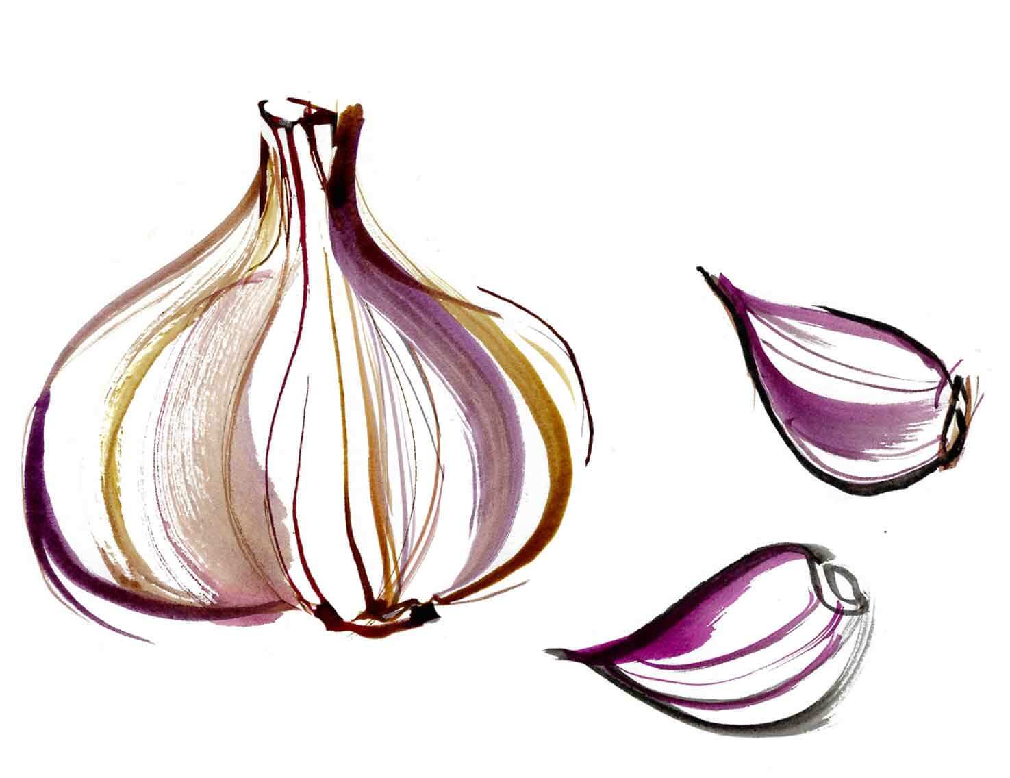 Garlic illustrated. A series of illustrations of fresh vegetables and fruit. Created with watercolour and ink drawings. Full colour Illustrations for a UK Food Map for Spring Summer produce.