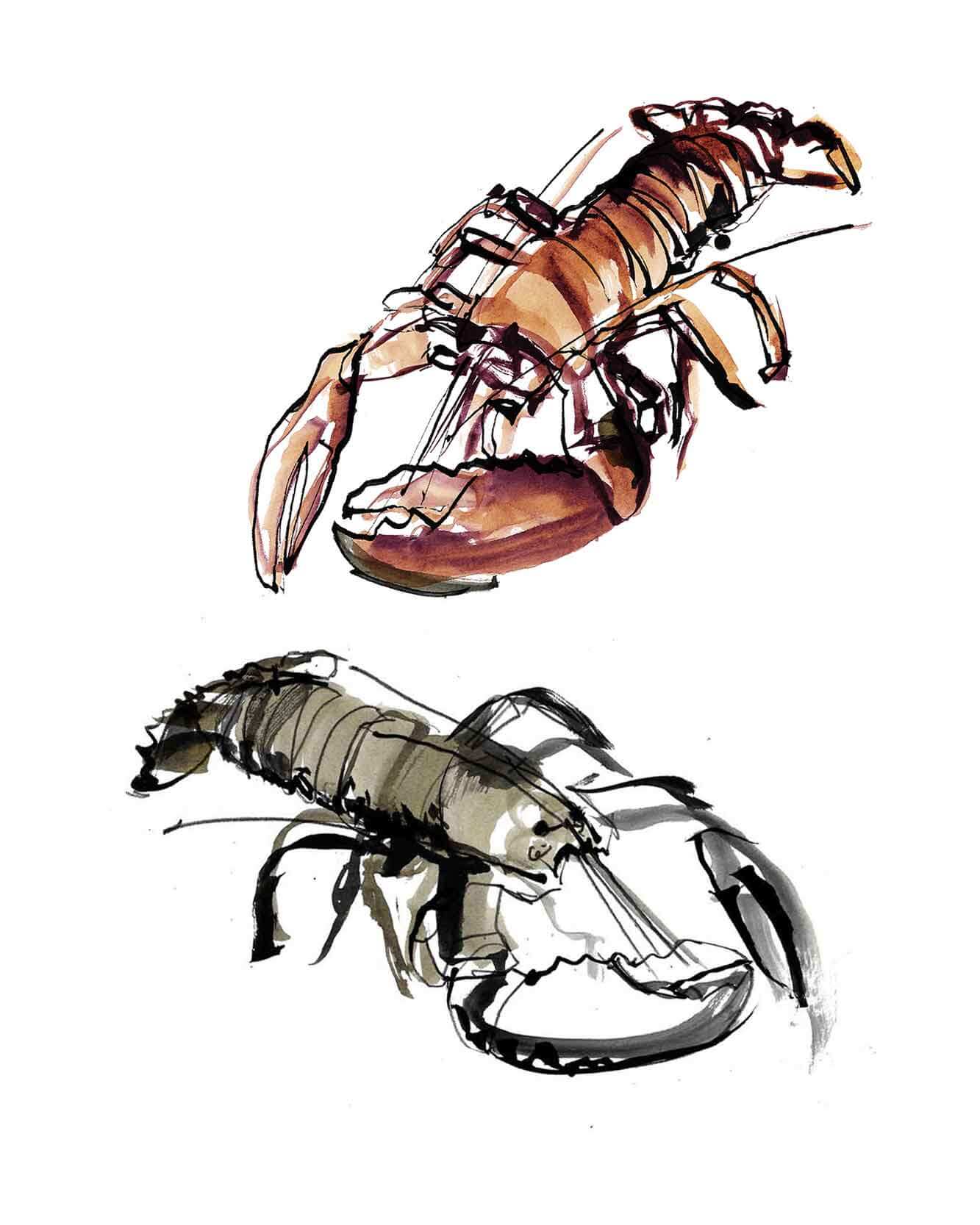 Lobster illustrated - UK seafood watercolour and ink drawing. Full colour Illustrations fo