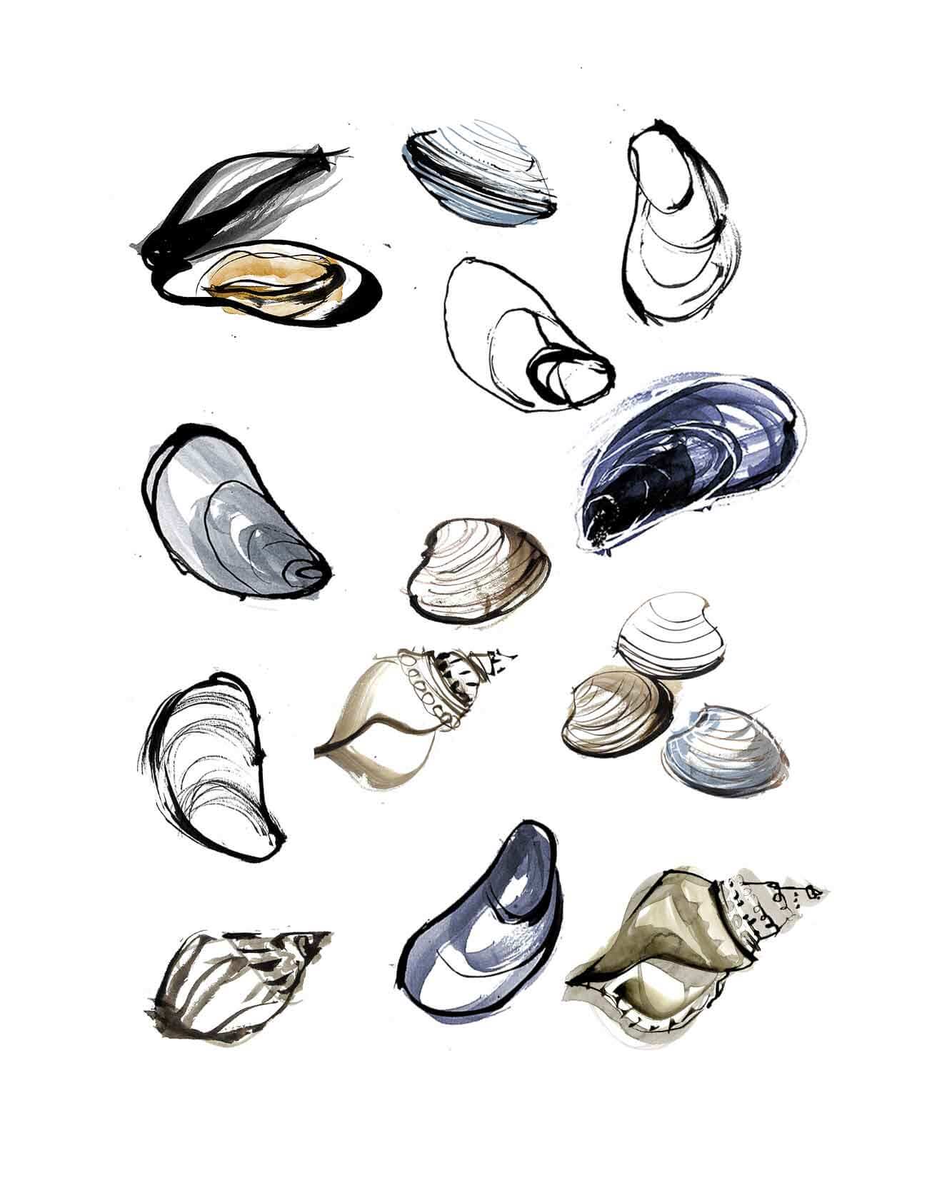 A selection of shell fish illustrated from the UK. Seafood illustrations created with watercolour and ink drawing. Full colour Illustrations for the best produce in UK as an illustrated Food Map