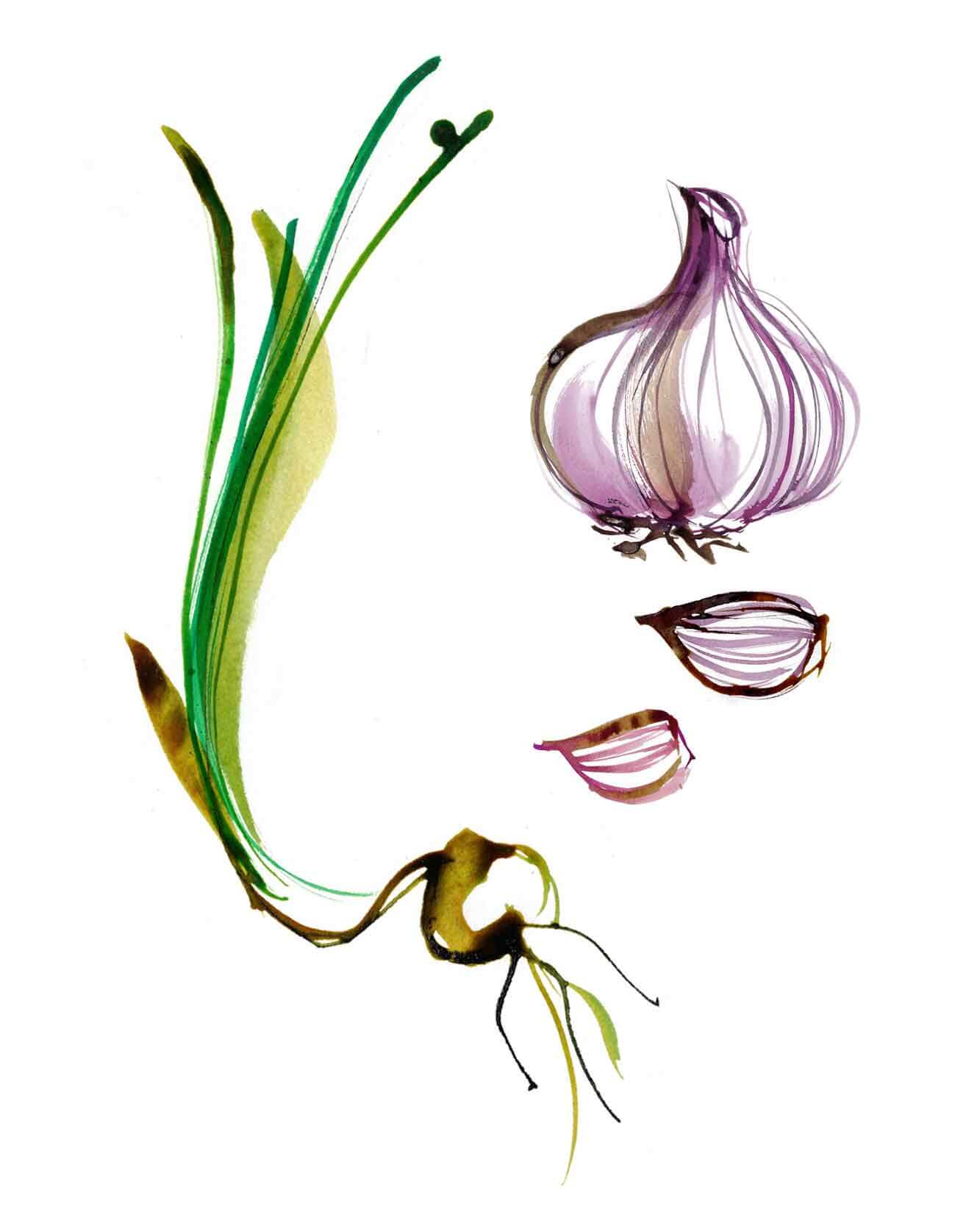 A selection of garlic illustrated from the UK. Seasonal Spring vegetables illustrated created with watercolour and ink drawing. Full colour Illustrations for the best produce in UK as an illustrated Food Map