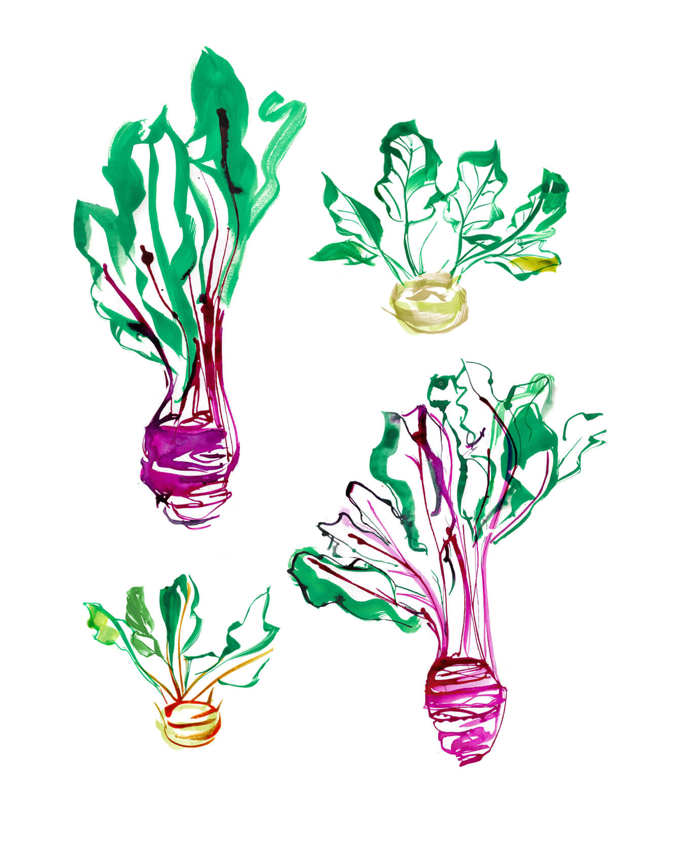 A selection of kohlrabi illustrated from the UK. Seasonal Spring vegetables illustrated created with watercolour and ink drawing. Full colour Illustrations for the best produce in UK as an illustrated Food Map