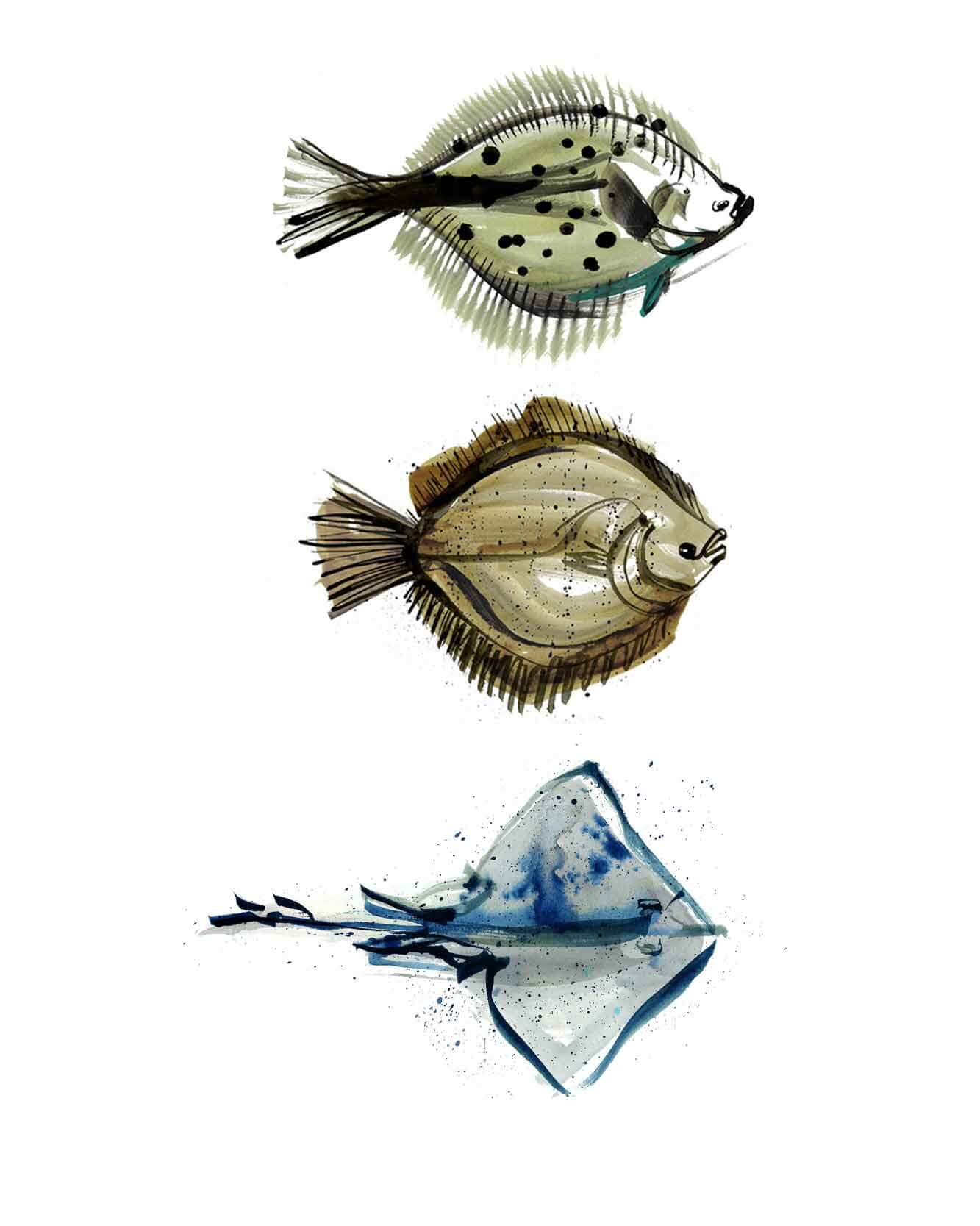 Plaice, turbot and skate illustrated seafood watercolour and ink drawing. Full colour Illustrations for the best produce in UK as an illustrated Food Map